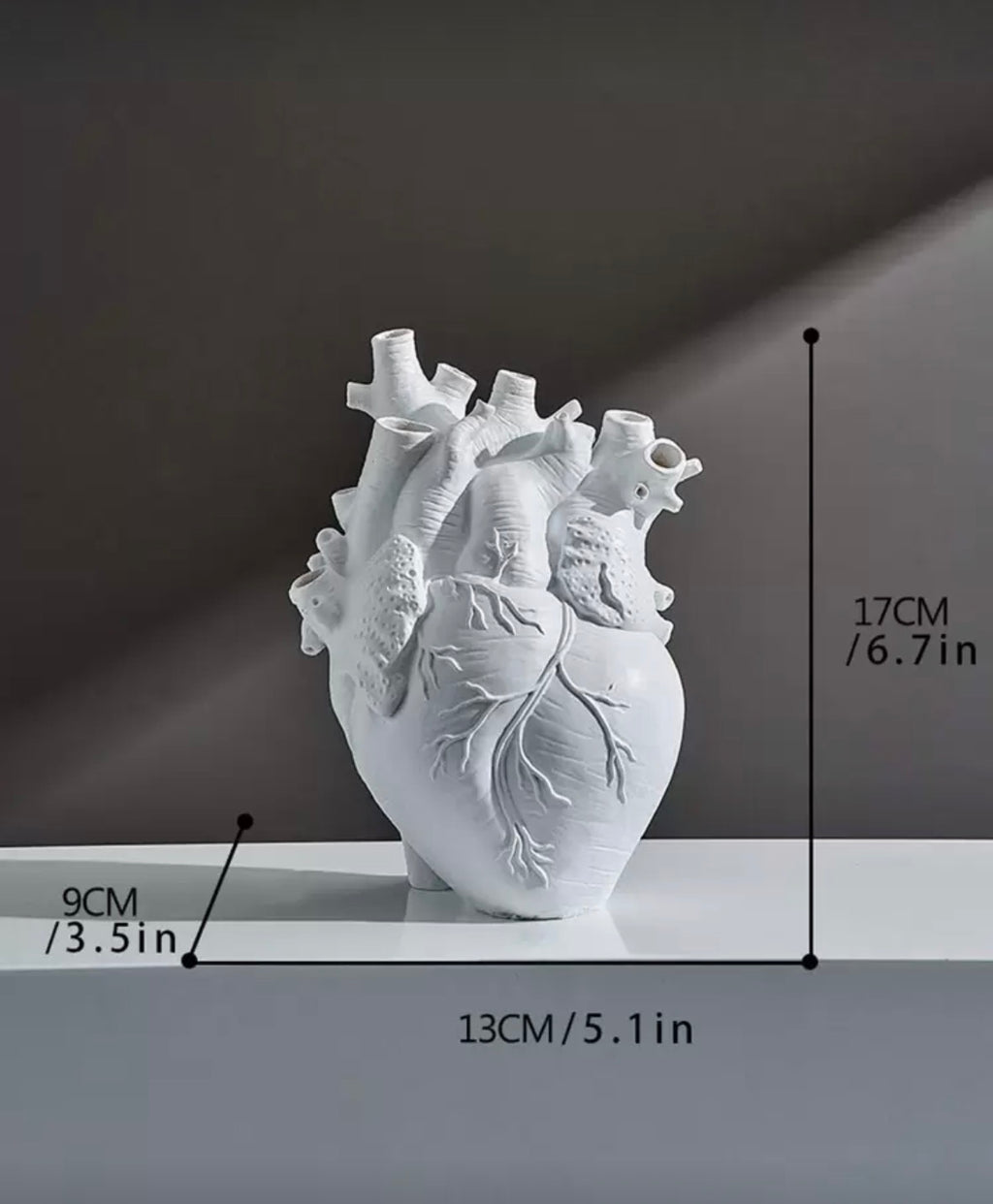 Vena Cava vase